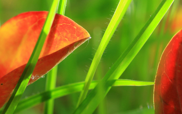 Red flower green stems macro #2 free wallpaper - medium preview image