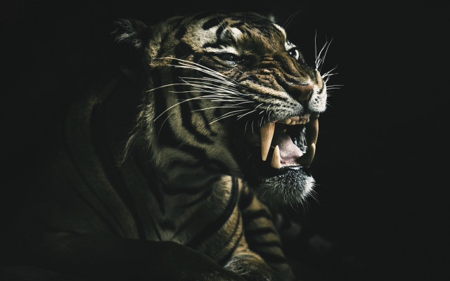 Tiger open mouth sharp teeth free wallpaper - medium preview image