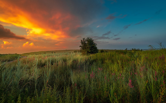 Field tree sunset clouds grass free wallpaper - medium preview image