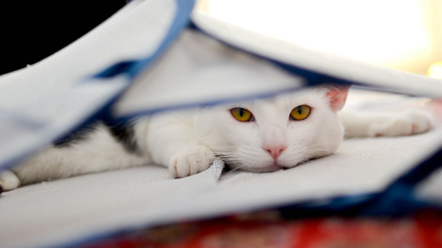 White cat under blanket blue free wallpaper - medium preview image