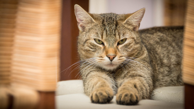 Sad cat chair looking camera free wallpaper - medium preview image
