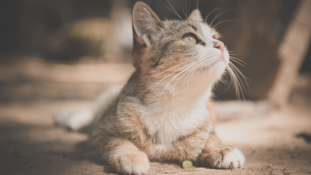Cat looking up blurry background #8 free wallpaper - medium preview image