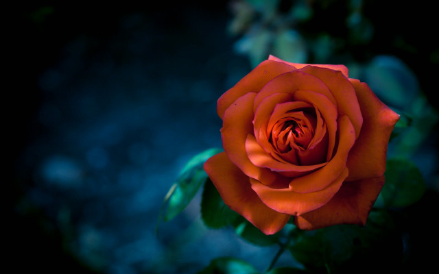 Orange rose blurry background gothic free wallpaper - medium preview image