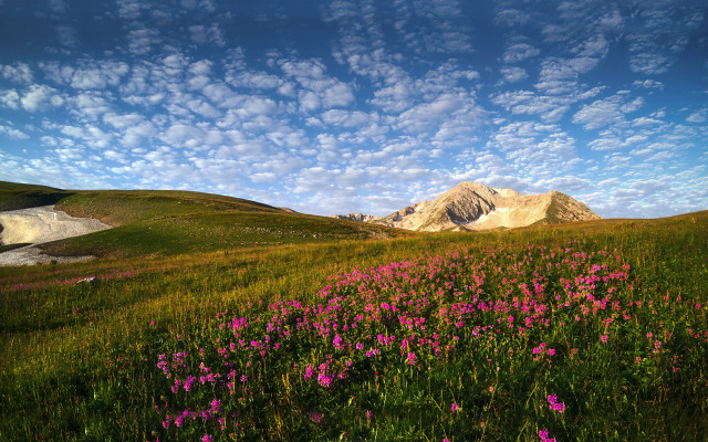 Flower field mountain clouds blue free wallpaper - medium preview image