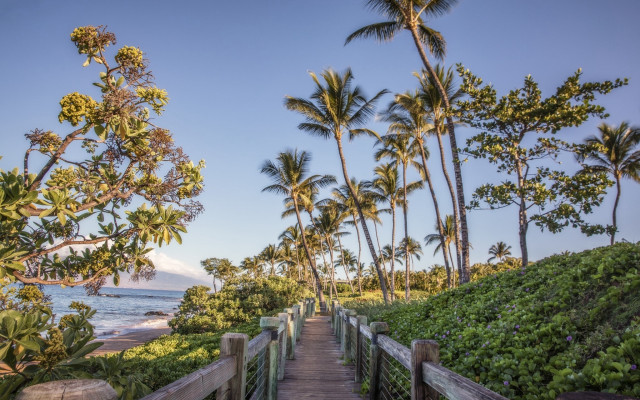 Wooden walkway beach palm trees #2 free wallpaper - medium preview image