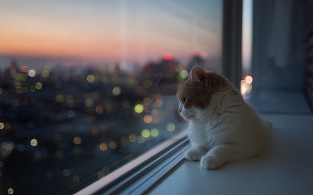 Cat city night bokeh christmas free wallpaper - medium preview image