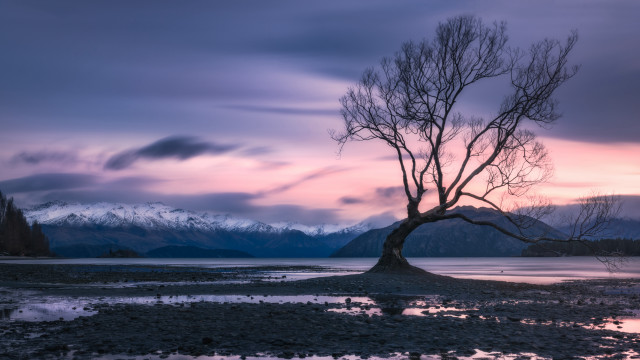 Tree lake mountains sunset pink free wallpaper - medium preview image