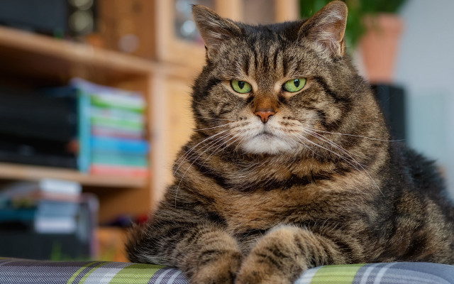 Serious cat green eyes couch free wallpaper - medium preview image