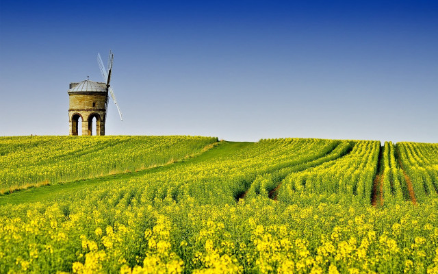 Windmill hill flower field tiltshift free wallpaper - medium preview image