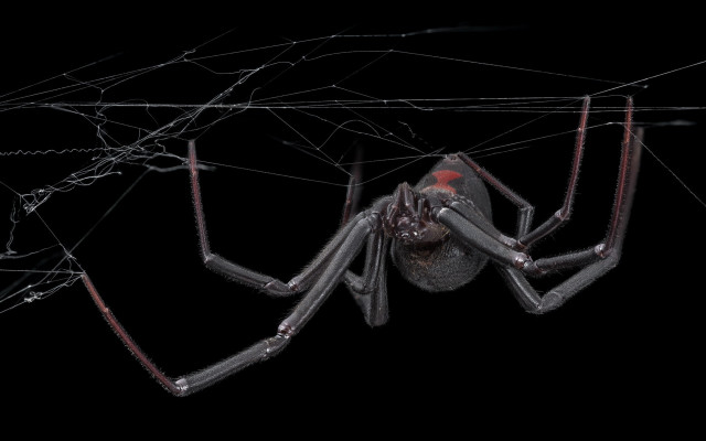 Large spider red eyes wires free wallpaper - medium preview image