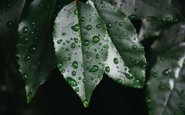 Green leaf water drops dark free wallpaper - medium preview image