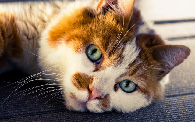 Cat laying wide eyed superflat free wallpaper - medium preview image