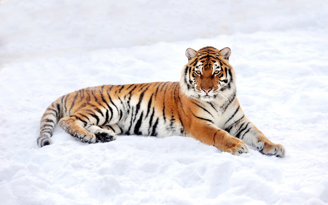 Snowy tiger puzzle animals mountain free wallpaper - medium preview image