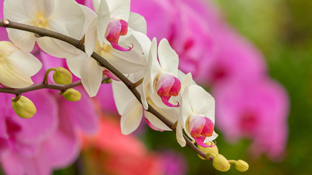 Cherry blossoms bokeh macro pink free wallpaper - medium preview image