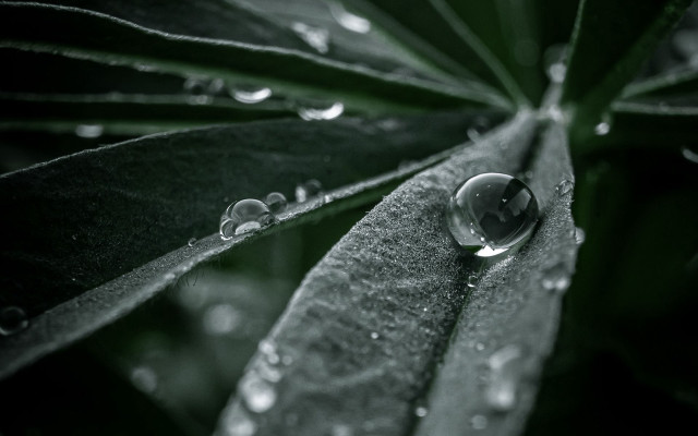 Leaf water droplets macro bubble free wallpaper - medium preview image