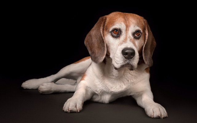 Brown white dog laying black free wallpaper for desktop - medium preview image
