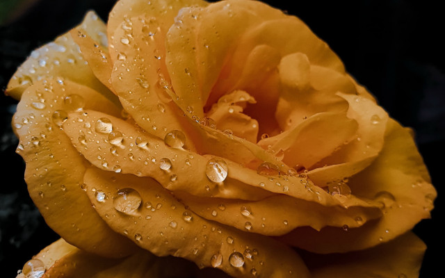 Yellow rose water droplets macro #5 free wallpaper - medium preview image