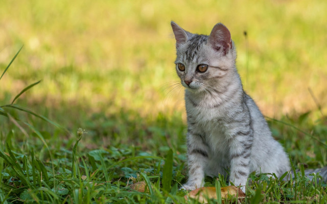 Kitten sad eyes grass outdoors free wallpaper - medium preview image