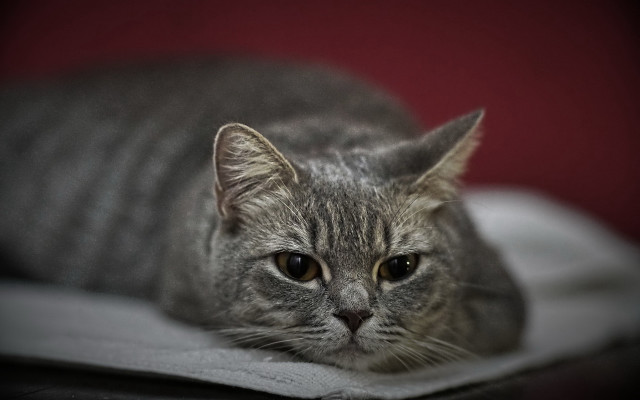 Sad cat blanket photorealistic blurry free wallpaper - medium preview image