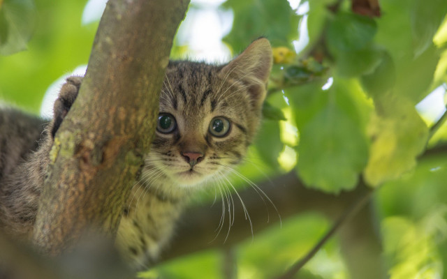 Kitten tree curious bokeh nature free wallpaper - medium preview image