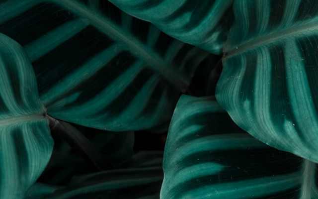 Green leaf macro naturalism white free wallpaper - medium preview image