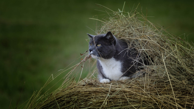 Cat hay stick green background free wallpaper - medium preview image