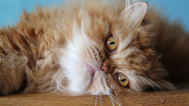 Cat funny look wooden floor free wallpaper - medium preview image