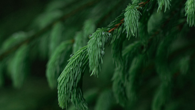 Pine branch water drops macro free wallpaper - medium preview image