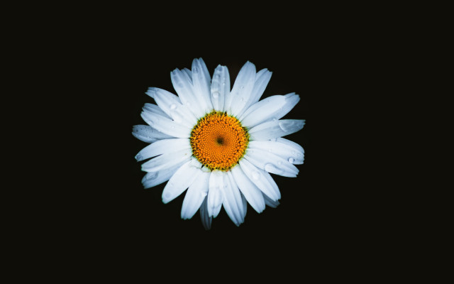 White flower yellow center black #5 free wallpaper - medium preview image