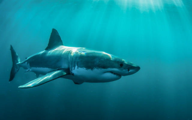 Great white shark underwater sunlight free wallpaper - medium preview image