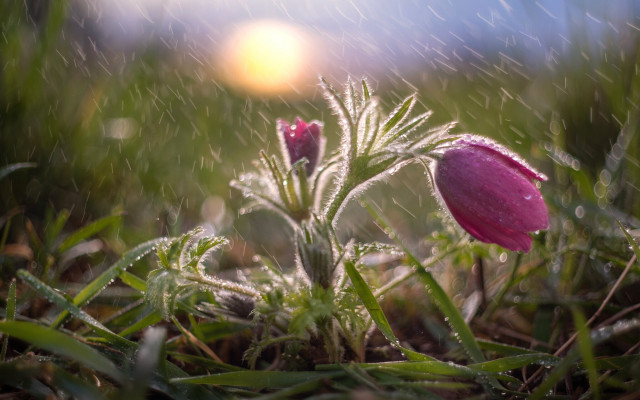 Pink flower dew grass macro free wallpaper - medium preview image
