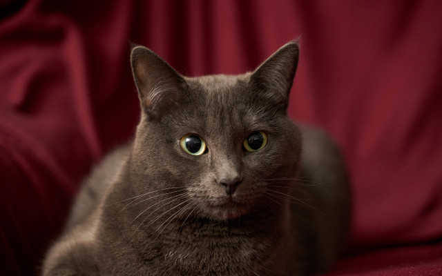 Cat red couch green eyes #2 free wallpaper - medium preview image