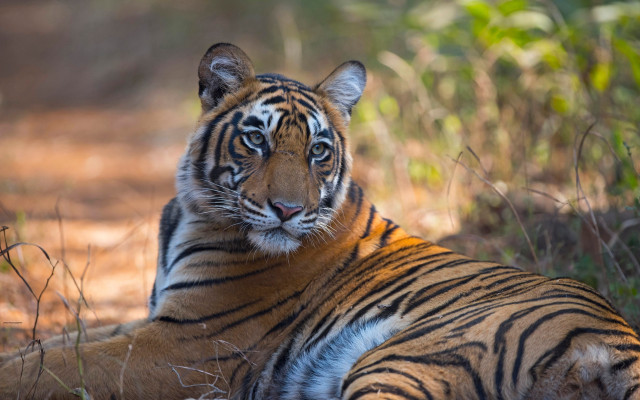 Tiger laying in grass autumn free wallpaper - medium preview image