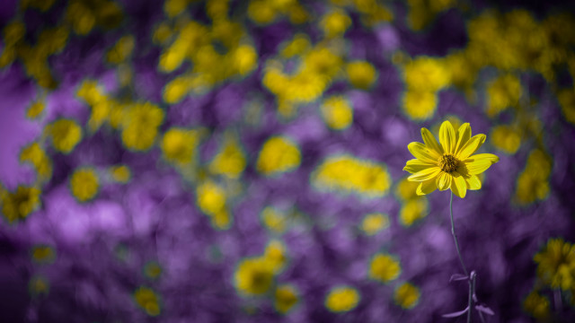 Yellow flower purple background blurry #2 free wallpaper - medium preview image