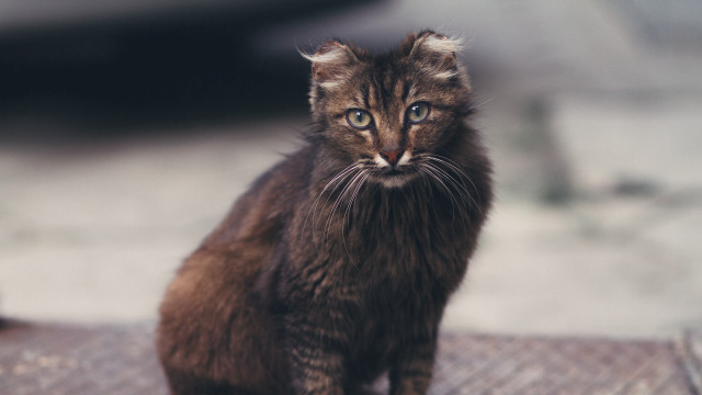 Cat blue eyes outdoors neoplasticism free wallpaper - medium preview image