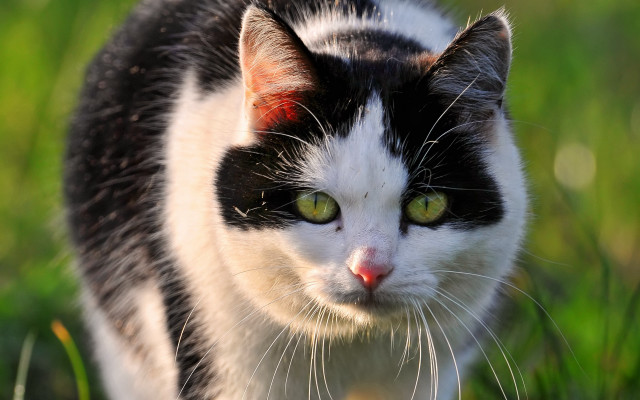 Black white cat green eyes #3 free wallpaper - medium preview image