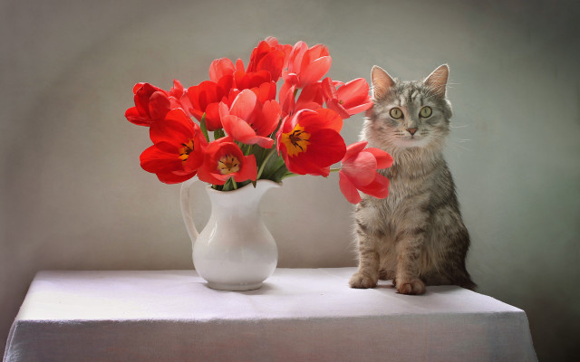 Cat vase red flowers table free wallpaper - medium preview image