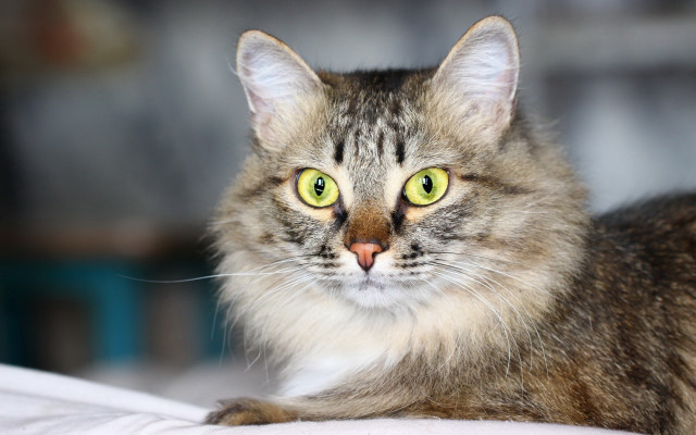 Serious green eyes cat rococo free wallpaper - medium preview image