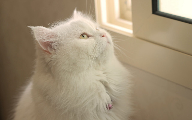 White cat looking up pastel free wallpaper - medium preview image