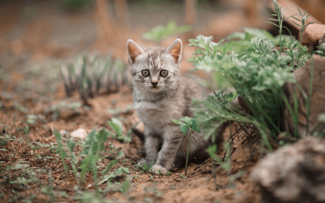 Small kitten dirt plants rocks free wallpaper - medium preview image
