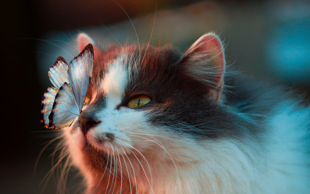 Cat butterfly nose upward macro free wallpaper - medium preview image