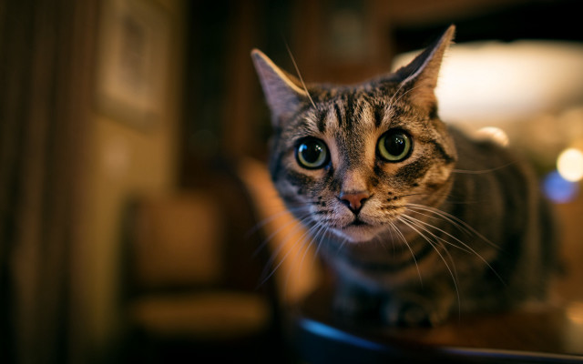Cat sitting table camera blurry free wallpaper - medium preview image