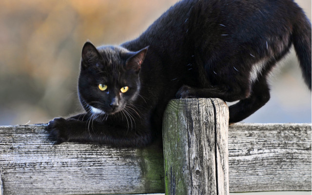 Black cat wooden fence yellow free wallpaper - medium preview image