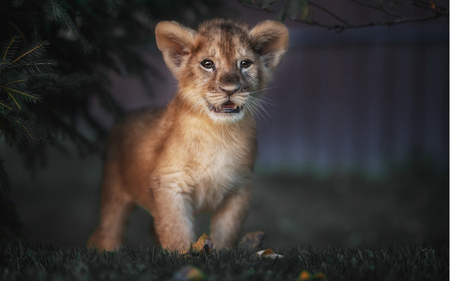 Lion cub night field blurry free wallpaper - medium preview image