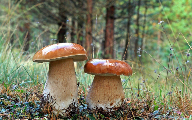 Mushrooms woods autumn blurry nature free wallpaper - medium preview image