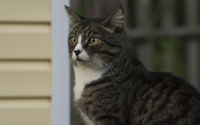 Cat sad outside house felix free wallpaper - medium preview image
