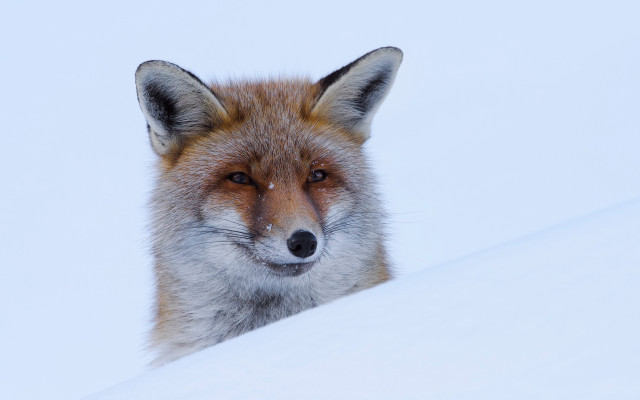 Red fox snowy hill furry free wallpaper - medium preview image