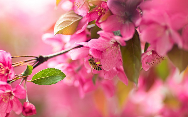 Bee pink flower branch macro free wallpaper - medium preview image