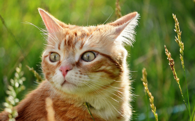 Cat grass outdoors blurry depth free wallpaper - medium preview image
