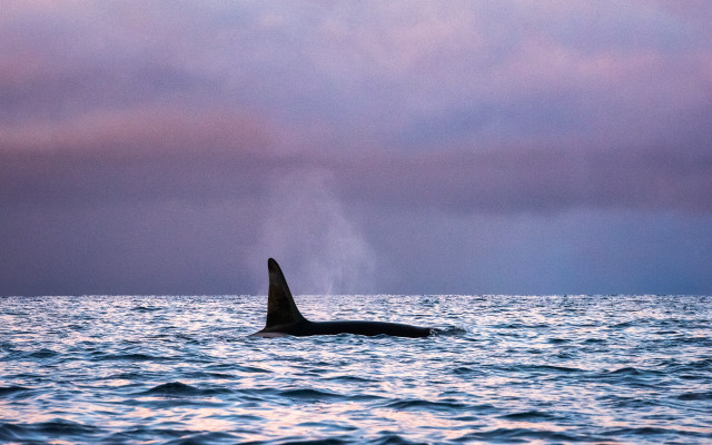 Whale ocean cloudy sky waves free wallpaper - medium preview image